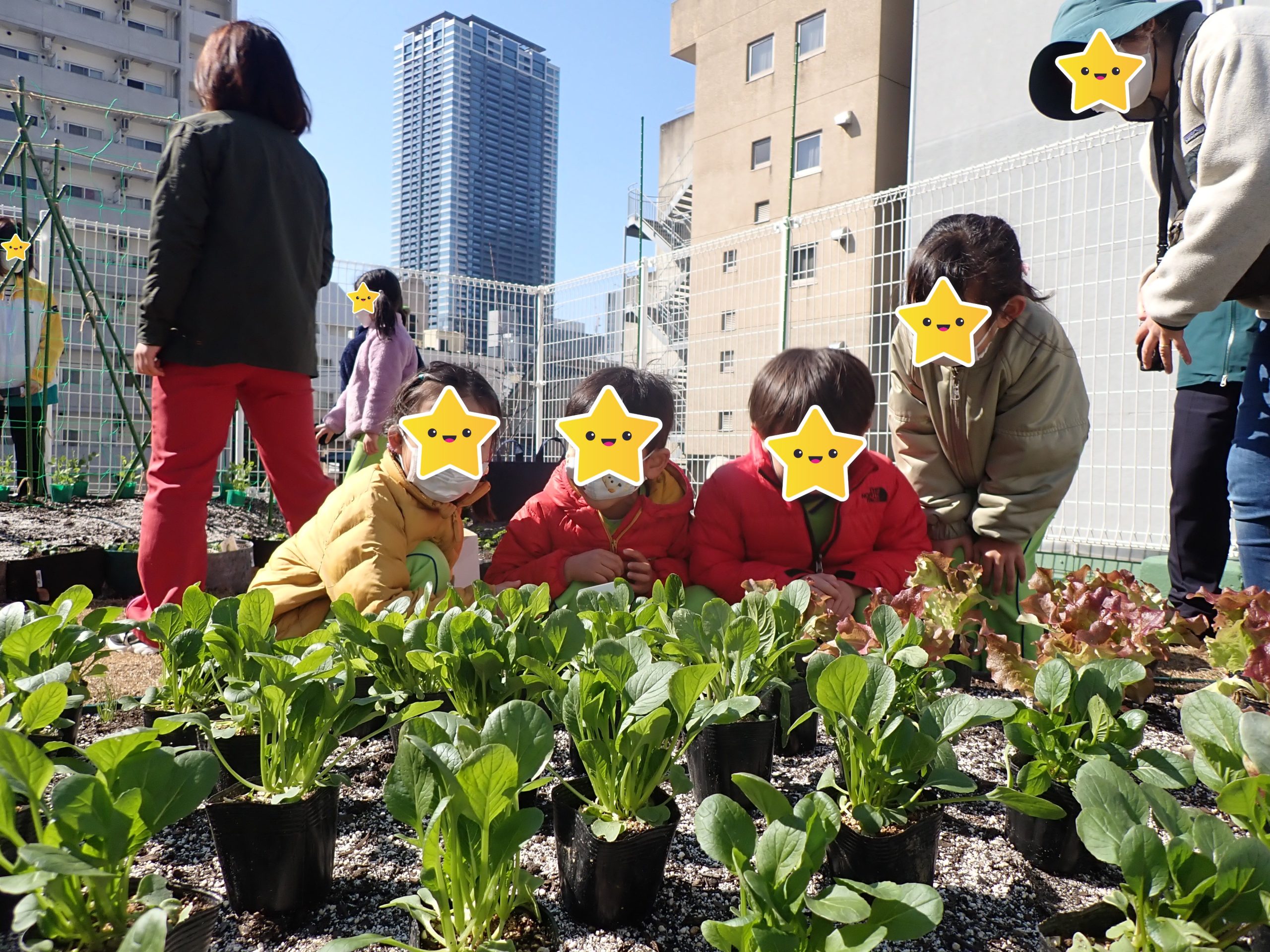 Urban City Farm OZで野菜の苗を植付けしました!