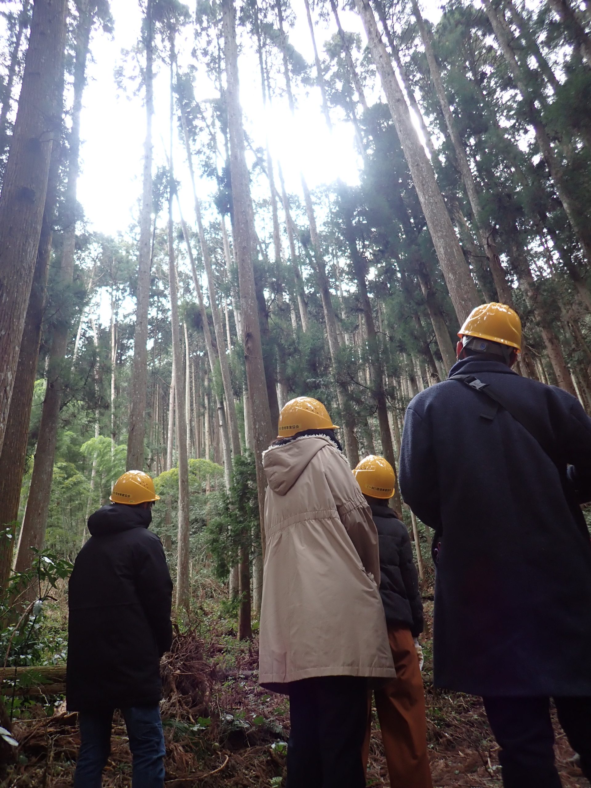 木づかいプロモーション企画