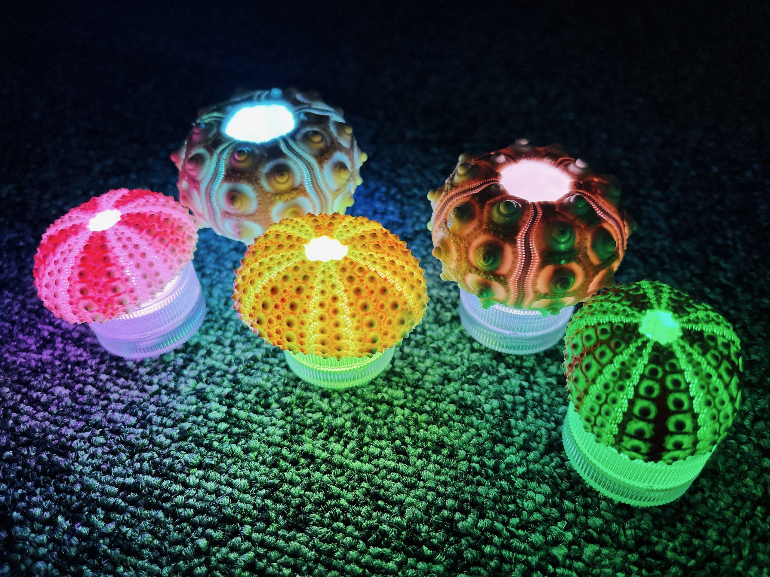 海は生きものの宝箱!大阪湾の生きものトーク&アップサイクルランプづくり