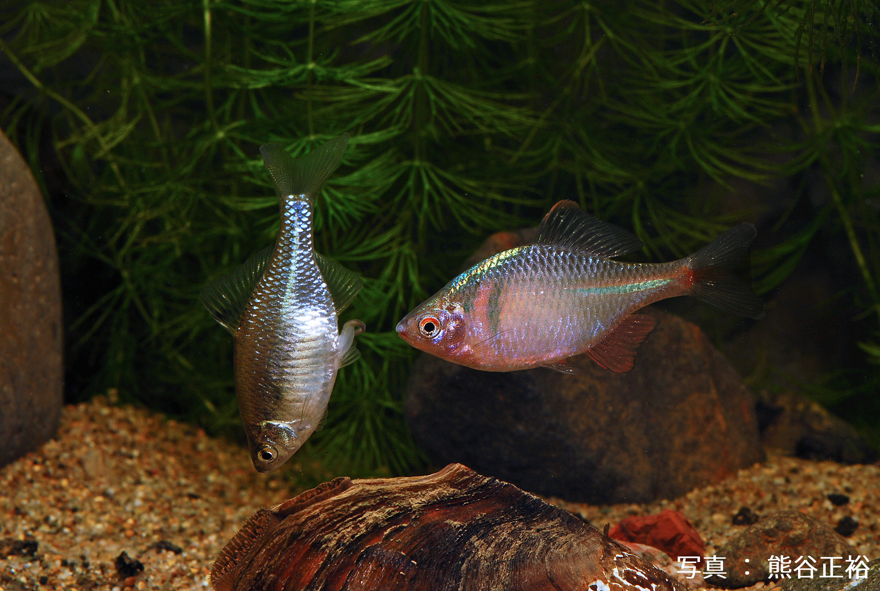 MIZUBEキャラバン 八尾きんたいセイバーズ!絶滅危惧種の生息地を守ろう! を実施しました!